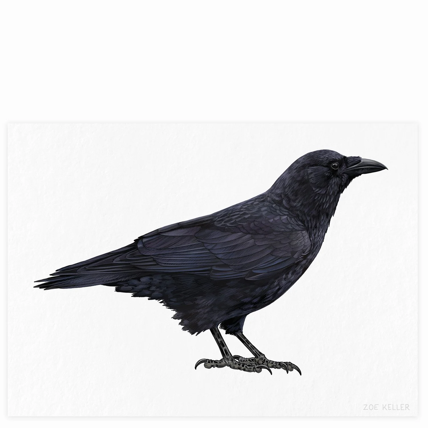 Birds of the Zena Woods Mini Prints (25 Options) — Zoe Keller